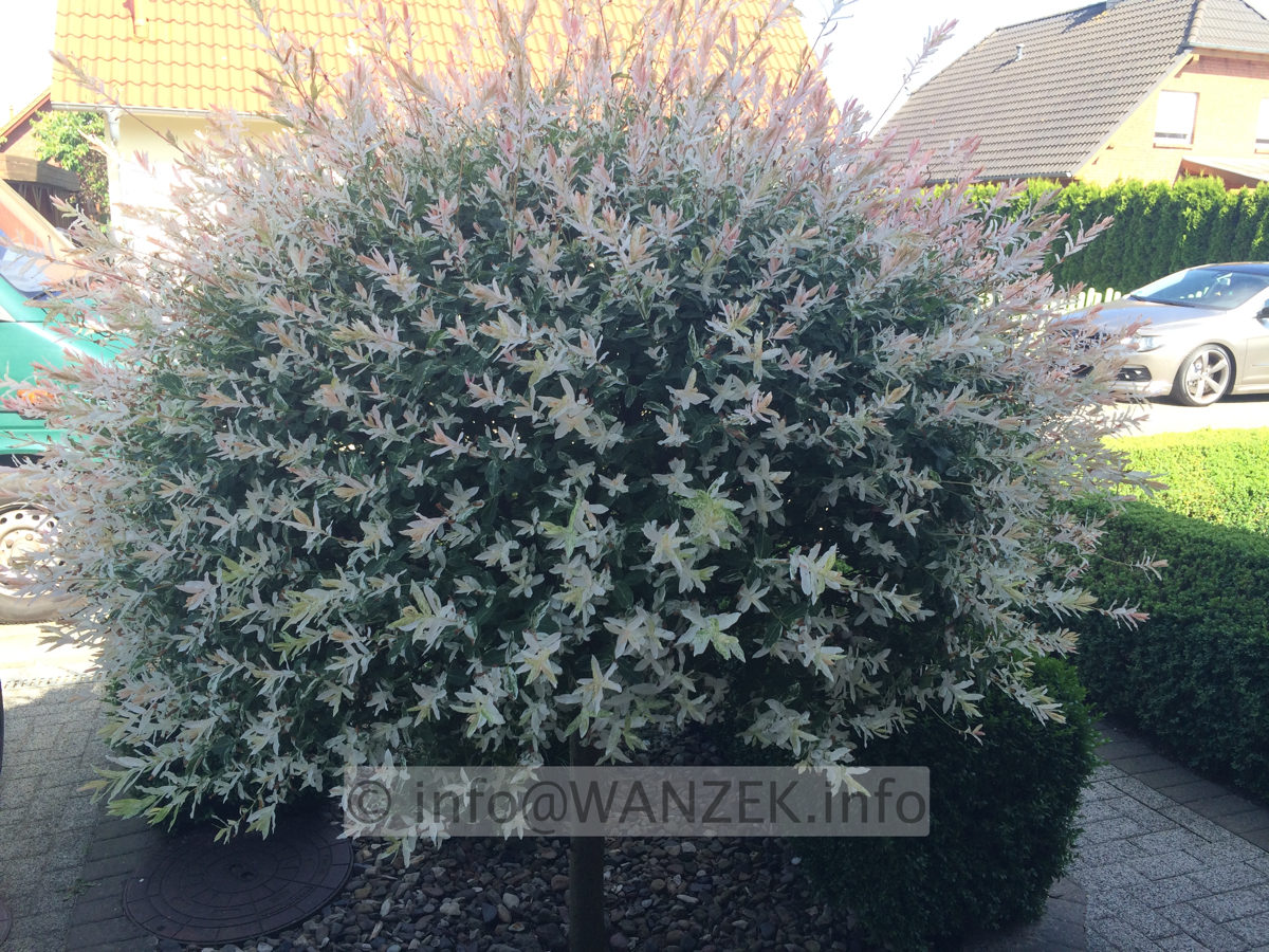 Salix integra Hakuro-Nishiki Sol 002.JPG